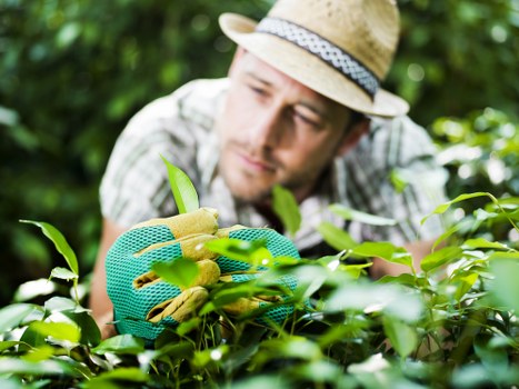 Gardener pruning shrubs in a well-maintained Pinner garden